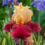 Frimousse Bearded Iris