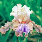 Carnival of Color Bearded Iris