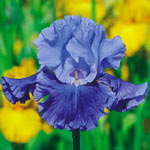 Wingman Bearded Iris