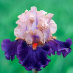 Petalpalooza Bearded Iris