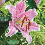 Perfume Lily Collection | Brecks Premium Bulbs