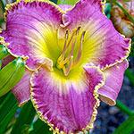 Magic Obsession Reblooming Daylily