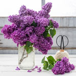 Old-Fashioned Lilac Jumbo Hedge