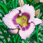 Classic Edge Reblooming Daylily