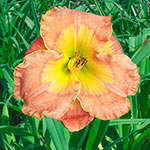 Pacific Moon Reblooming Daylily