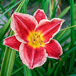 Key To My Heart Reblooming Daylily