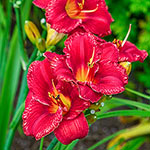 South Street Reblooming Daylily