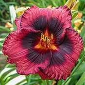 Spacecoast Technical Knockout Daylily