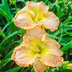 Spacecoast Spice Girl Reblooming Daylily