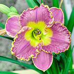 Spacecoast Easy Rider Daylily