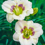 All American Baby Daylily