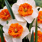 Bella Vista Daffodil