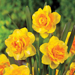 Double Beauty Daffodil