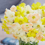 Fluttering Petals Daffodil Mix