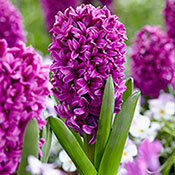 Hyacinth Planting and Growing Tips