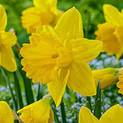 Exception Daffodil