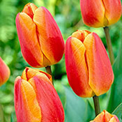 Oxford Elite Perennial Tulip