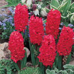 Giant Hyacinth Collection