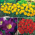 Breck's® Dwarf Reblooming Daylily Collection