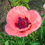 Breck's® Colourful Oriental Poppy Collection