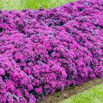 Breck's® "We've Got That Covered" Sedum Collection