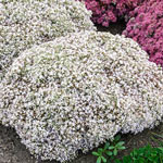 Breck's® "We've Got That Covered" Sedum Collection