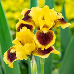 Ultimate Dwarf Bearded Iris