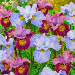 Blossoming Romance Siberian Iris Duet