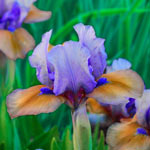 Blueberry Tart Dwarf Bearded Iris