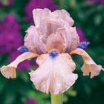 Reblooming Bearded Iris Collection 1