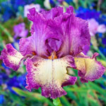 Reblooming Bearded Iris Collection 1