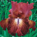 Reblooming Bearded Iris Collection 2