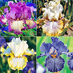 Plicata Bearded Iris Collection