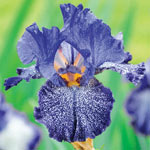 Plicata Bearded Iris Collection