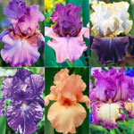 Pink & Purple Bearded Iris Collection