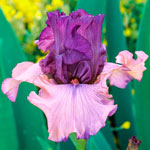 Pink & Purple Bearded Iris Collection