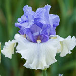 Ethereal Voice Bearded Iris
