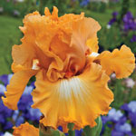Fringed & Ruffled Bearded Iris Collection