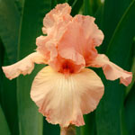 Fringed & Ruffled Bearded Iris Collection