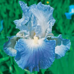 All Blue Bearded Iris Collection