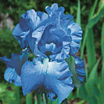 All Blue Bearded Iris Collection