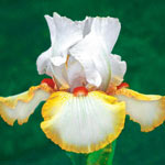 All-Season Bearded Iris Collection