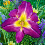 Mountain of Flowers Daylily Collection