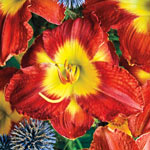 Mountain of Flowers Daylily Collection