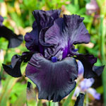 Black Suited Bearded Iris