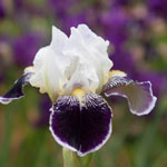 Frosted Velvet Dwarf Bearded Iris