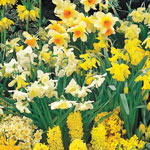 Three Months of Daffodils