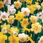 Three Months of Daffodils