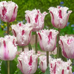 Coldplay Tulip