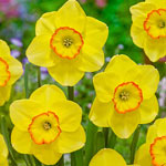 Pacific Rim Daffodil
